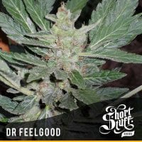 Short  Stuff  Cannabis  Seeds  Dr  Feelgood