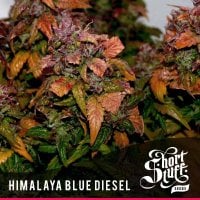 Short  Stuff  Cannabis  Seeds  Himalayan  Blue  Diesel
