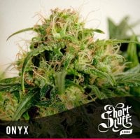 Short  Stuff  Cannabis  Seeds  Onyx