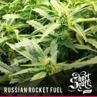 Short  Stuff  Cannabis  Seeds  Russian  Rocket  Fuel