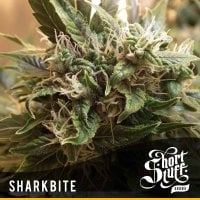 Short  Stuff  Cannabis  Seeds  Sharkbite