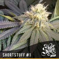 Short  Stuff  Cannabis  Seeds  Short  Stuff 1