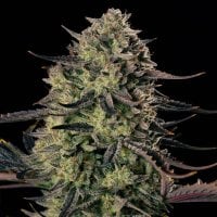 Silent Cannabis Seeds Alien Gas Xxl Auto