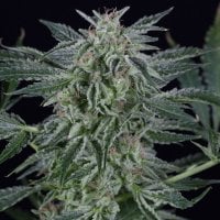 Silent Cannabis Seeds Critical Jack Auto