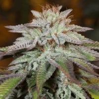 Silent Cannabis Seeds L A Vanilla Cake Auto