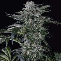 Silent  Cannabis  Seeds  Moby  Dick  Auto