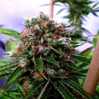 Soma  Cannabis  Seeds  Buddha  S  Sister