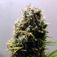 Soma  Cannabis  Seeds  Kushadelic