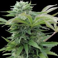 Spliff Cannabis Seeds Afghan