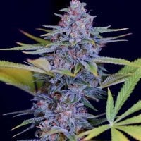 Spliff  Cannabis  Seeds  Afghani  Gold