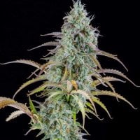 Spliff  Cannabis  Seeds  Ak  Automatic