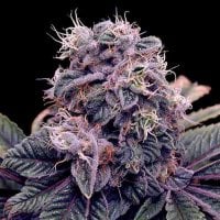 Spliff  Cannabis  Seeds  Blue  Berry