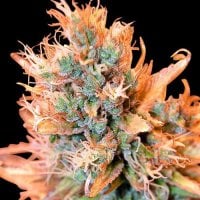 Spliff  Cannabis  Seeds  Blue  Medi  Kush