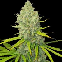 Spliff  Cannabis  Seeds  Bubblegun