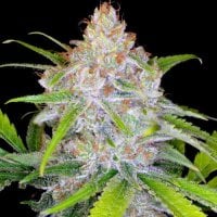 Spliff Cannabis Seeds Cbd Medi Kush