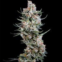 Spliff  Cannabis  Seeds  Crystal  White