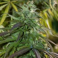Spliff  Cannabis  Seeds  Fast  Bud  Outdoor