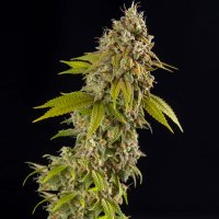 Spliff  Cannabis  Seeds  Girl  Scout  Cookies  Auto