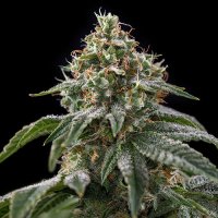 Spliff  Cannabis  Seeds  Girl  Scout  Cookies