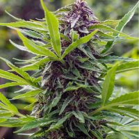 Spliff  Cannabis  Seeds  Gold  Rush  Outdoor