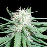 Spliff  Cannabis  Seeds  Haze  No 1