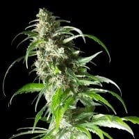 Spliff Cannabis Seeds Jack F1