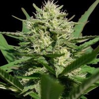 Spliff Cannabis Seeds Lemon Cream Kush Auto
