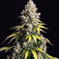 Spliff  Cannabis  Seeds  Lemon  Cream  Kush
