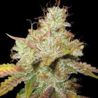 Spliff  Cannabis  Seeds  Master  Kush