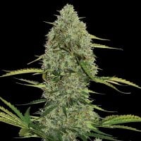Spliff Cannabis Seeds Mega Power Plant Auto