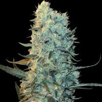 Spliff  Cannabis  Seeds  Power  Plant