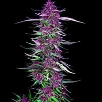Spliff Cannabis Seeds Purple Berry Kush