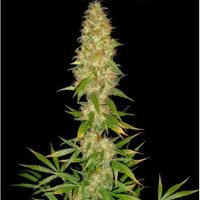 Spliff  Cannabis  Seeds  Royal  Thai