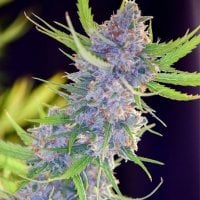 Spliff  Cannabis  Seeds  Spliff  Strawberry