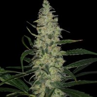 Spliff  Cannabis  Seeds  Super  Skunk