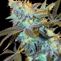 Spliff  Cannabis  Seeds  White  Widow