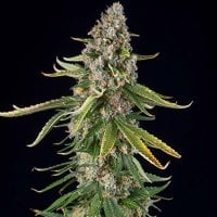 Spliff  Cannabis  Seeds  Zkittlez  Auto