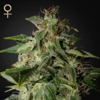 Strain  Hunters  Cannabis  Seeds  Afgooey