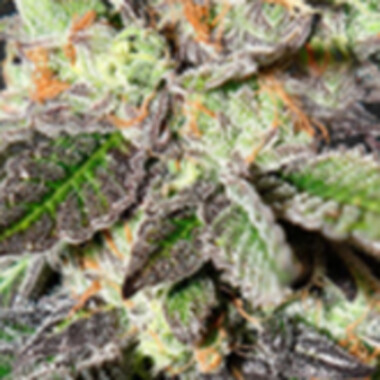 Strain  Hunters  Cannabis  Seeds  Caboose