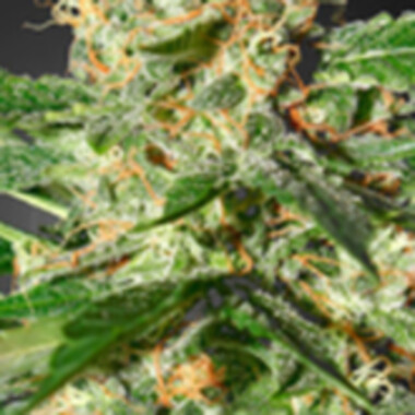 Strain  Hunters  Cannabis  Seeds  Damnesia  Auto