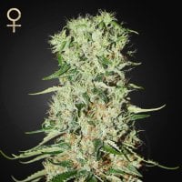Strain  Hunters  Cannabis  Seeds  Damnesia