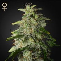 Strain  Hunters  Cannabis  Seeds  Money  Maker