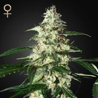 Strain  Hunters  Cannabis  Seeds  Skunk  Auto