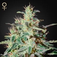 Strain  Hunters  Cannabis  Seeds  White  Lemon
