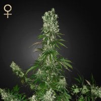 Strain  Hunters  Cannabis  Seeds  White  Strawberry  Skunk