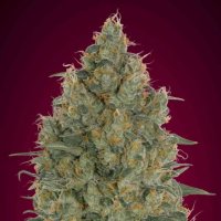 Strawberrygum