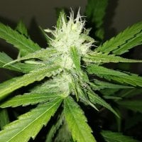 Sumo  Cannabis  Seeds  Amnesia  Ganja  Haze  Auto