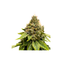 Super Sativa Club Cannabis Seeds Karel S Dank