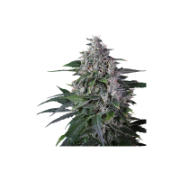 Super Sativa Club Cannabis Seeds Karel S Haze