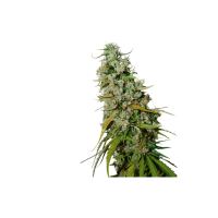 Super Sativa Club Cannabis Seeds Kees Old School Haze
